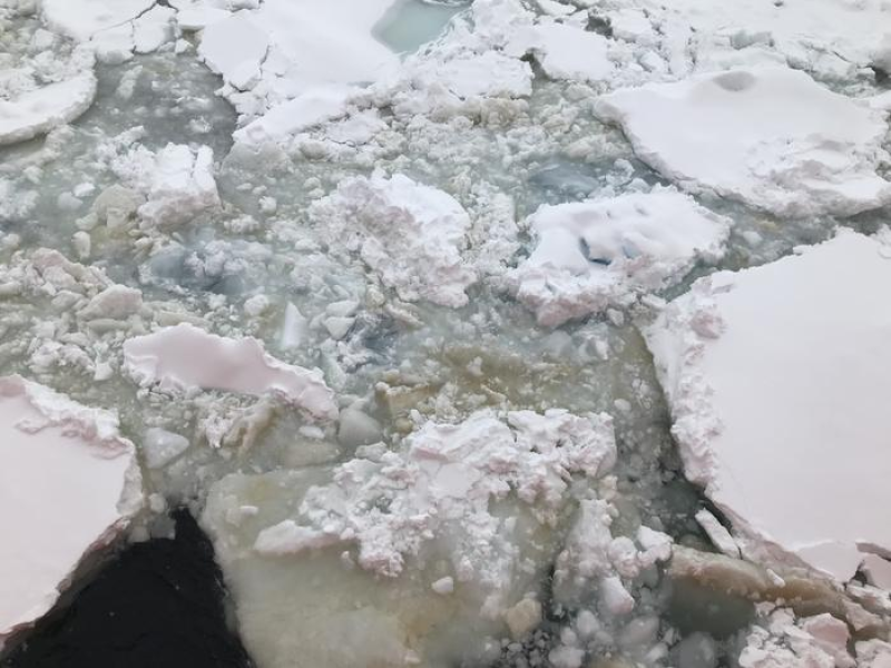 Agua de Mar Uruguay: Estudio polar revela el ciclo estacional en las algas del hielo marino antártico