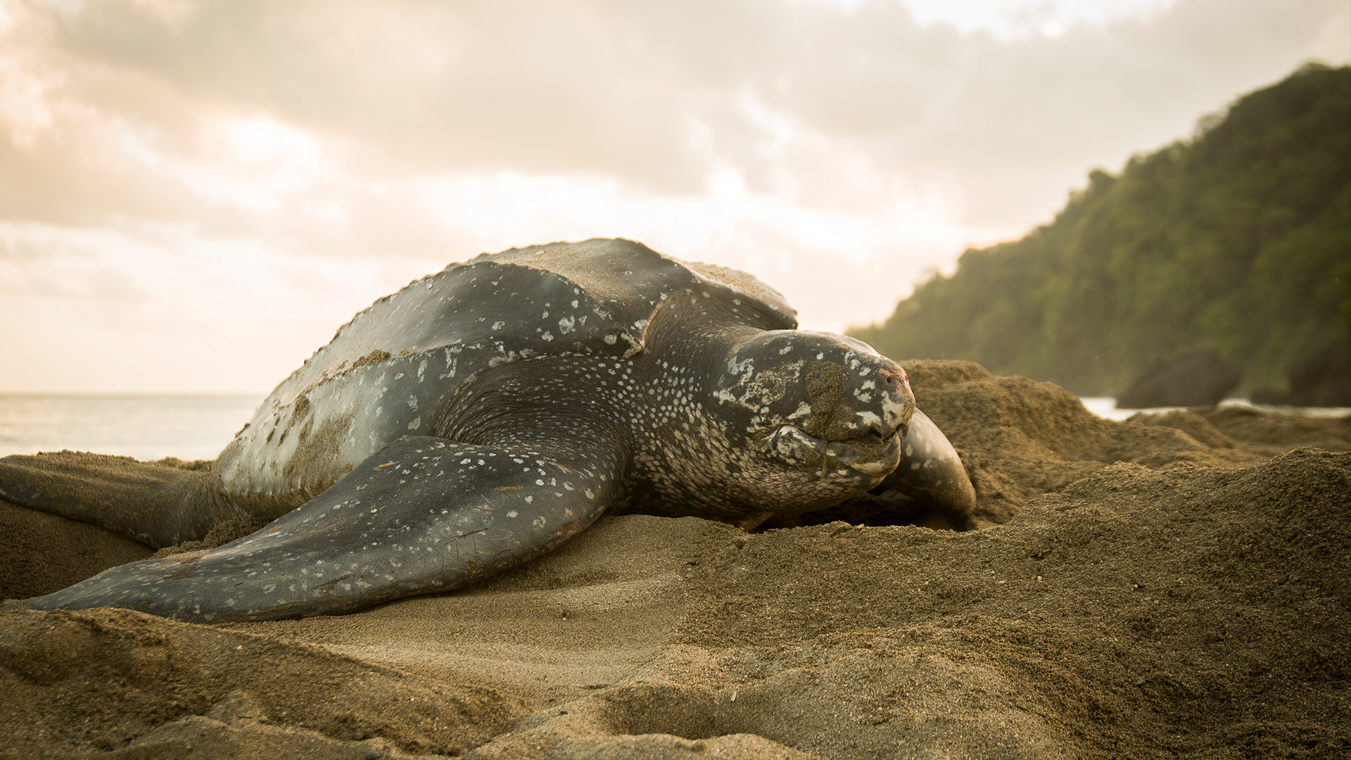 Descubre el costo de vida del Agua de Mar en Uruguay: la ingeniosa y conmovedora forma en que las tortugas sobreviven en los océanos salados